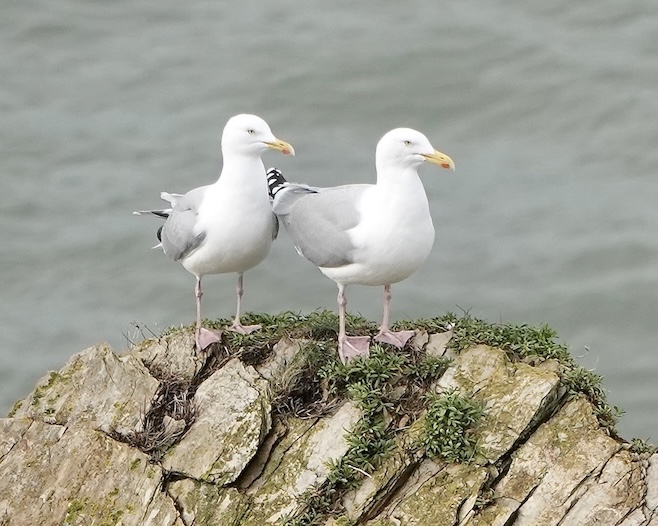 herring gull